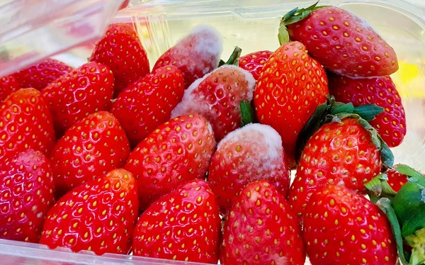 Thực phẩm hư hỏng độc hại khôn lường đến mức nào